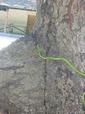 Grass snake on the Mango tree by our tents