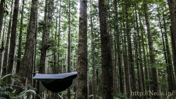 Hanging hammock in the Hoh National Forest