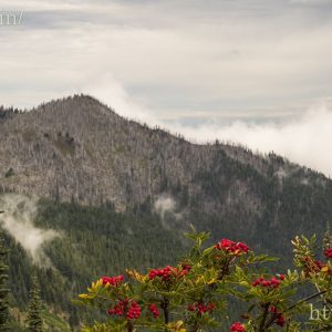 A view from the Hurricane Ridge Passage