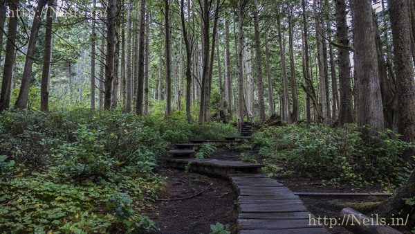 The board-walk down the trail of Cape Flattery