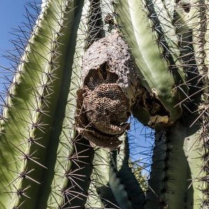 Hornets nest growing out of a cactii