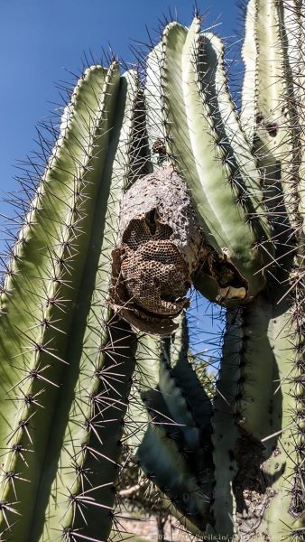 Hornets nest growing out of a cactii