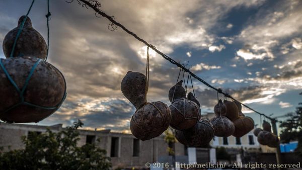 Gourds hanging