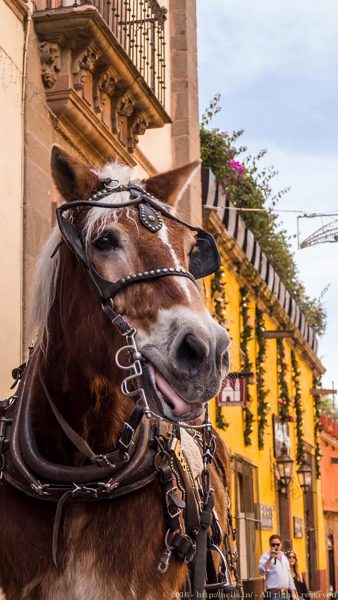 Mexican cowboy horse