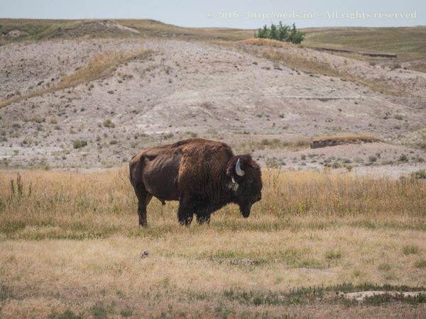 Bison's don't express much